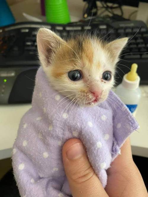justcatposts:  We adopted a purrito. (via)