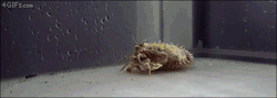 coelasquid: stumpybelham:  mmmskulljuice:  nalnpraks:  4gifs: Cuttlefish pretending to be a hermit crab @mmmskulljuice  look they were both being crabs thinking the other was a crab!!  “am crab.”“am also crab–wait a minute”“…YOOOOOOOOOOO”“YOOOOOOOOOOOO”