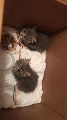 awwww-cute:  Found these kittens behind a dumpster at my work, happy I found them a new home (Source: http://ift.tt/2Do058z)  Idk why people dumb animals. How about your family or your child was left behind a dumpster. 