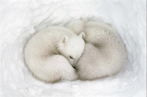 AwwwTheAnimals | Baby arctic fox pups. So adorable when ...