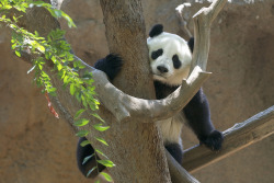 giantpandaphotos:  Zhen Zhen at the San Diego Zoo in California, US, on August 8, 2010. Happy 6th birthday Zhen Zhen! Zhen Zhen and her sister Su Lin moved to China together in 2010. She’s doing great. Earlier this year she gave birth, but her cub did