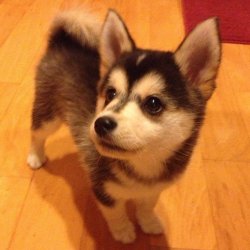 krickk:  ajasin:  uknohaooo:  Husky + Corgi  WHAAAAAT THIS THING WILL HAVE THE ABILITY TO CONQUER THE WORLD  I’m crying.   Awwwww we need him! Now!