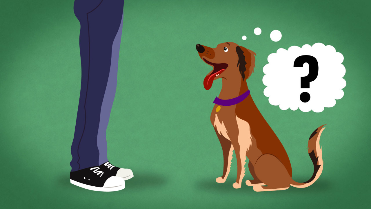How Dogs Interpret And Respond To Humans