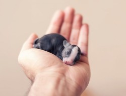 asylum-art-2:  The Growth of Cute Baby Bunnies Over 30 DaysArtist arefin03,  based in Bangladesh, followed the growth of one of his baby bunnies  named Tooni, during 30 days. It gives adorable and lovely pictures of  this little piece of cuteness which