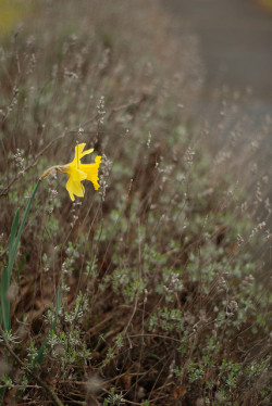 loveandaquestion:  74/365 daffodil in the lavender by lydiafairy on Flickr.