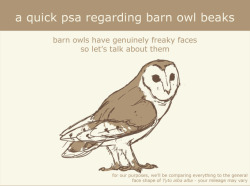 petermorwood:  abbi-normal-art:  krawdad:  snoozlebee:  ahaha, this is delightful. :D  Feathers are bullshitBirds are so much weirder looking than they seem  Barn owls are Very Important Birbs  A bald owl would look like a vulture. I prefer them with