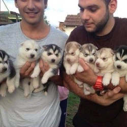 There is nothing sexier than a man with an armful of puppies. Fact. #sodamncute #puppies #adorable #covermeinpuppies #snuggles #somany #awww #cute