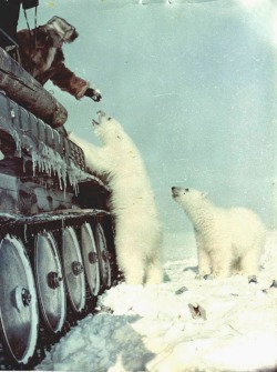 dequalized:  Soviet soldiers in a GT-SM amphibious tracked vehicle feed two polar bears with condensed milk tins during a routine military expedition in Chukchi Peninsula, Soviet Union, 1950. 
