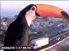 thebabbagepatch:  noctem:  metal-marble:  overgifs:  Toucan finds a traffic cam  I LOVE BIRDS HOLY SHIT  This…was in the future???  This…was in a place with a date system that makes sense!