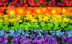 lgbtq-flags:  gay