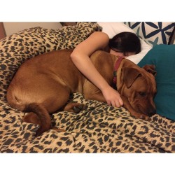 I think we need a bigger bed, he&rsquo;s not even 1 yet 😂😂 @missameliajane @axel_amstaffx  #dogsofmelbourne #dogsofinstagram #melbourne #melbournedogs #pitbullsofinstagram #pitbull #pitbullx #dogsofinstagram #dogsofmelbourne #melbournedogs #puppy