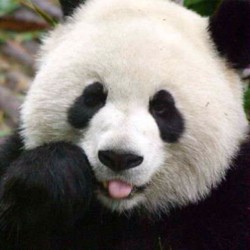 Cutest tongue-out #panda #cute #instagood #likeforlike #pandabear #asians #likes #funny #pandas #pandaexpress #instapandacool #bestoftheday follow for more awesome posts  Bonafidepanda.com