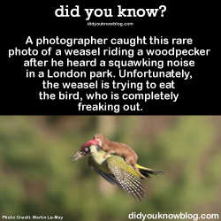did-you-kno:  Spoiler: the woodpecker got away, and the photo became an instant Twitter sensation, which is now being thoroughly photoshopped.  Gandalf The Grey riding a woodpecker…John Travolta stayin’ alive on a woodpecker…Miley Cyrus coming in