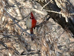 kqedscience:  This bird might look like a holiday ornament, but it is actually a rare half-female, half-male northern cardinal “Researchers have long known such split-sex “gynandromorphs” exist in insects, crustaceans, and birds. But scientists
