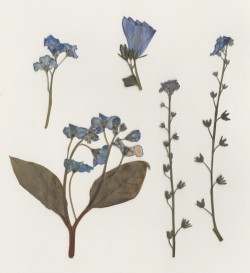 warmkid:  pressed flowers blue edition 