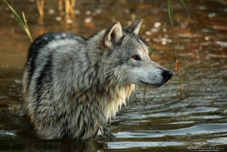 brutalgeneration:  Wolf (by Megan Lorenz) 