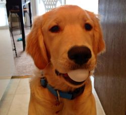 thecutestofthecute:  My friend saw on Animal Planet that Golden Retriever’s mouths are so soft they can carry eggs without breaking them, so she tested it.  