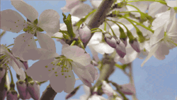 inspirewiki:  Cherry Blossom Bloom. 