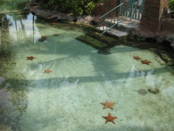    “oh yeah let’s go out today oh oops first i have to walk through this water with seastars ok”   i’d just lie there in the water   I’d love this actually 