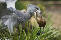 the-man-who-sold-za-warudo: journeyearth:  This duck got himself all in a flap after inadvertently straying into the path of a giant Shoebill while heading towards water. But it was all water off a duck’s back for the imposing 4ft tall bird which instead