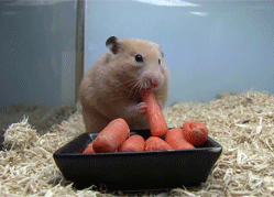 pardonmewhileipanic:  he has 5 fucking carrots in his face are hamsters even real!? 