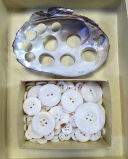 thebrainscoop:   What do bivalves (Family: Unionidae) and the fashion industry have in common? Well, buttons. From the 1890’s to the 1930’s, the source of “pearl” buttons came from the fishing of various freshwater mussel species. Lack of industry