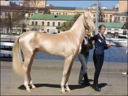 branch:  Twitter / azusaori: 世界一美しい馬に選ばれたトルコのお馬様なんだけどこんな美しい … 