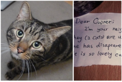 fieldbears:  catsbeaversandducks:  Couple Mourning Their Cat Find a Note from a Stranger Whose Life was Touched by Their Cat A couple from the UK were saddened when their cat suddenly passed away, but little did they know that their beloved feline had