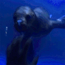 sizvideos:  This sea lion seems very hungry! - watch the video