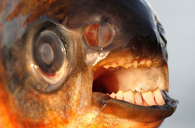 Piranha fish attack human