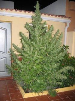 tuckinwheelsandcopinfeels:orphanalien:ganjaparade:Holly Mother of Weed  Now thats a christmas tree :)  I bet that smells like heaven.