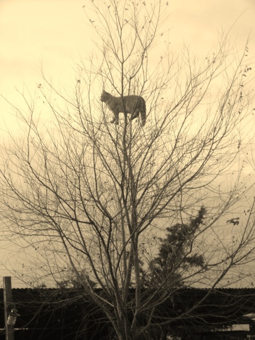 redlipstickresurrected:Imagine Me Blonde - Surreal Cat in Tree, 2008, Collages