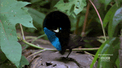 i-hate-the-beach:  I think my impression of the Bird of Paradise mating dance on cam was basically uncannily accurate. thank-you to meway for making this gif hahaha.