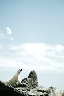 r2&ndash;d2:  A polar bear in NEw Mexico by (feverblue) 