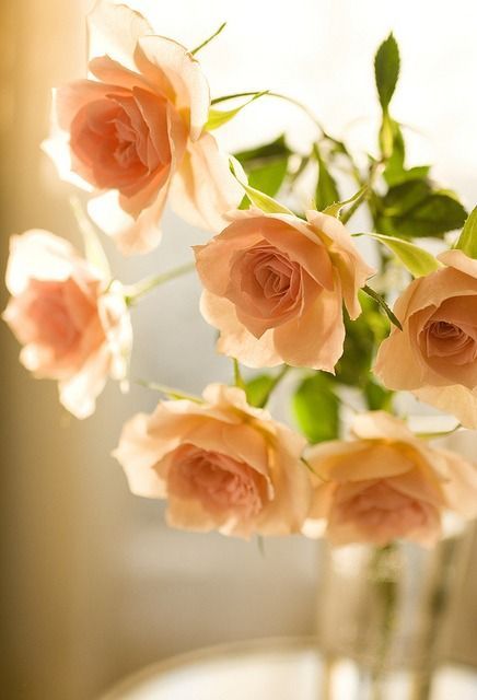Te regalo una rosa Tumblr_nhio65malH1sly88fo1_500