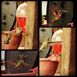 #Hummingbird #tanoakpark #mendocino #moemeatproduction