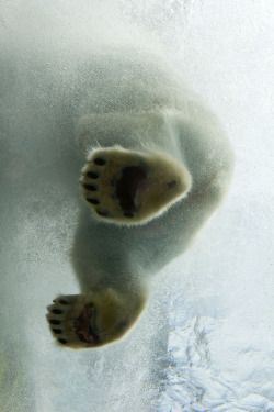 theeicebear:    polar bear (by spacedog studios)   