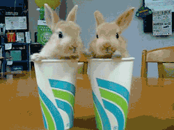 2 rabbits 2 cups cuteness overload