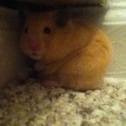 My baby boy 🐹☺ #hamster
