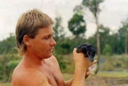 wellbehavedwomendomakehistory:  theblondeaquarist:  collective-solace:miss-operator:cawcawmuthaducka:standby5h:  If you don’t want this beautiful picture of Steve Irwin holding a baby platypus on your blog then I’m sorry but I don’t know what you’re