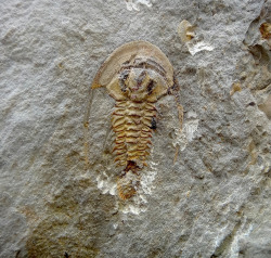 amnhnyc:  Trilobites first appeared in the ancient seas approximately 521 million years ago, during the Cambrian Explosion. What did the earliest trilobites look like? This slightly disarticulated example of Fallotaspis sp. from the Lower Cambrian soils