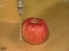 susancutie:  An apple being cut in half by water [240 x 180]