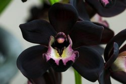 liyahetman:Very rare - black orchid or Cymbidium Kiwi Midnight.