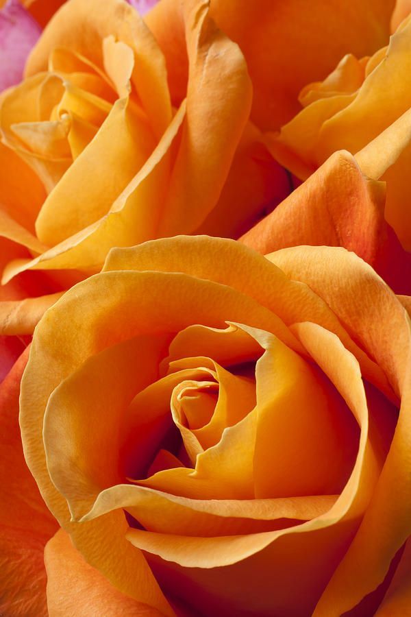 Te regalo una rosa - Página 2 Tumblr_njmmkgJsCW1qehy9eo1_1280