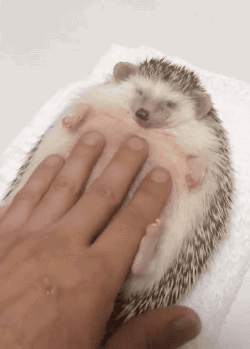 princessbunnyxo:  gifsboom:  Video: Chubby Hedgehog Enjoys a Belly Rub    🍬 Stay Sweet 🍬    