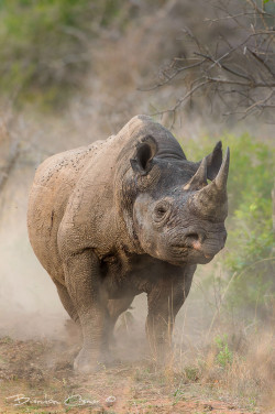 animalkingd0m:  Black Rhino by Brendon Cremer 