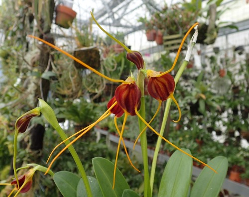 orchid-a-day:  Masdevallia posadaeSyn.: Alaticaulia posadaeJanuary 24, 2022