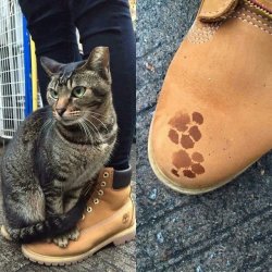 yogibreez:  marsincharge:  zamzamafterzina:  carudamon119:  ねこ‏ @shimamike0814 雨の日の小さな幸せ  imagine if a bodega cat did this to your timbs in nyc…what happens?  Those Timbs are forever blessed and you’re protected from any slips