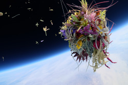 plantasuculenta:  On Tuesday, a bonsai tree boldly went where no bonsai tree has gone before.Azuma Makoto, a 38-year-old artist based in Tokyo, launched two botanical arrangements into orbit: “Shiki 1,” a Japanese white pine bonsai tree suspended