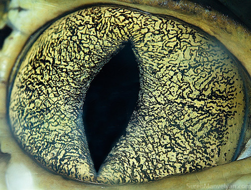 Caiman’s eye - Suren Manvelyanhttps://painted-face.com/